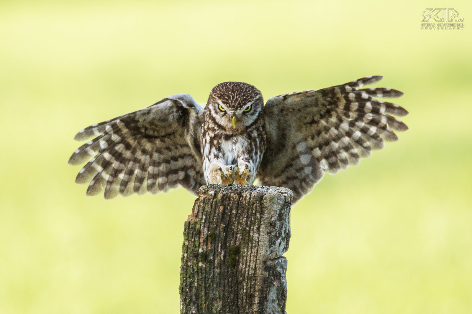 Landing little owl The little owl (Athene noctua) is one of the smallest owls in the Lowlands. The little owl is mainly nocturnal and can be found in a wide range of habitats including farmland, woodland, heathland, … It feeds on insects and small vertebrates like mices.<br />
 Stefan Cruysberghs